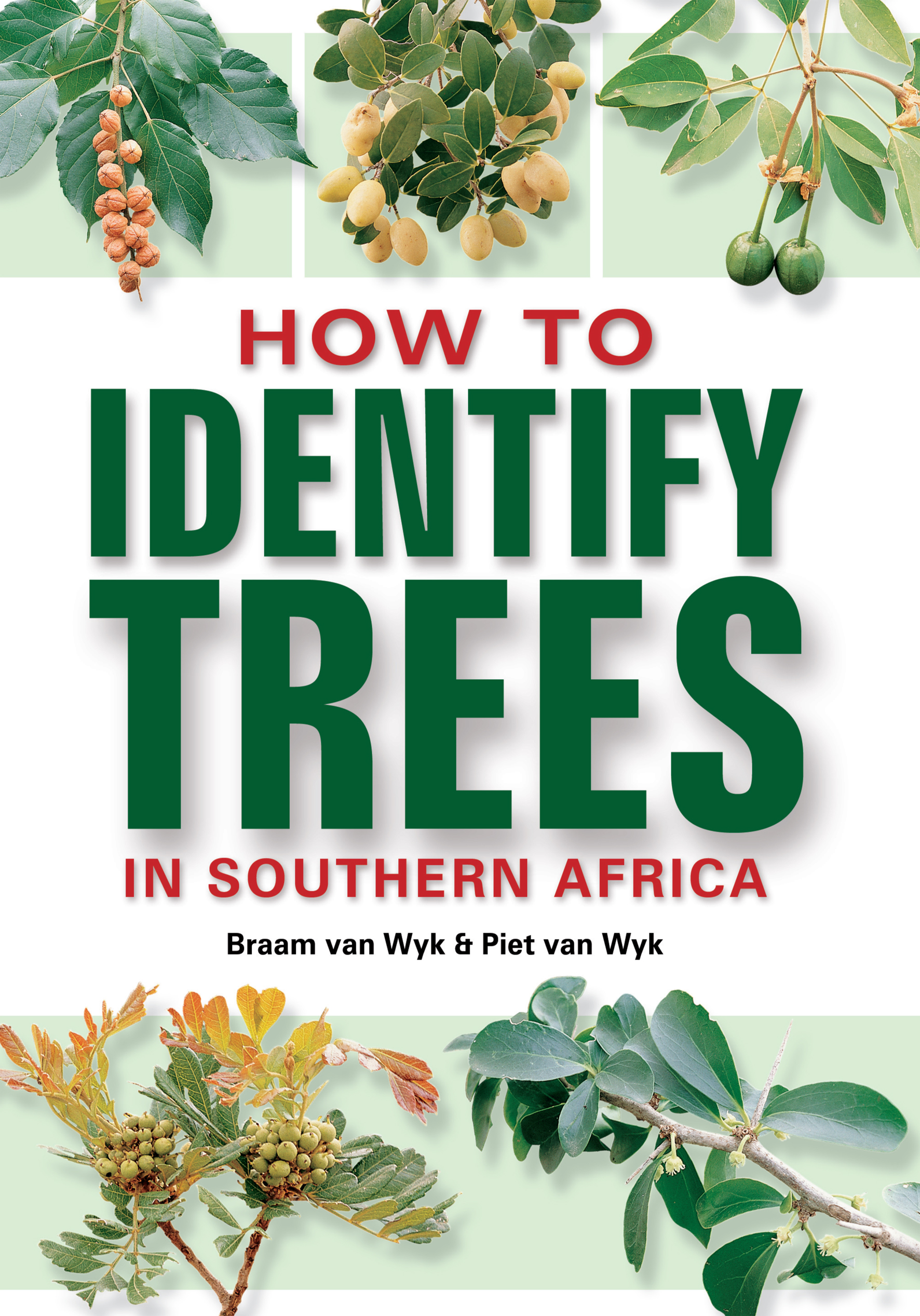  pdf how to identify trees pdf database treeslikgiants